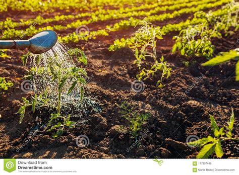 Watering Tomato Sprouts From A Watering Can At Sunset In ...