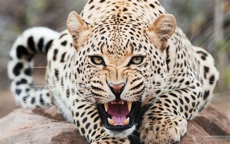 Hình nền Cheetah HD Top Những Hình Ảnh Đẹp