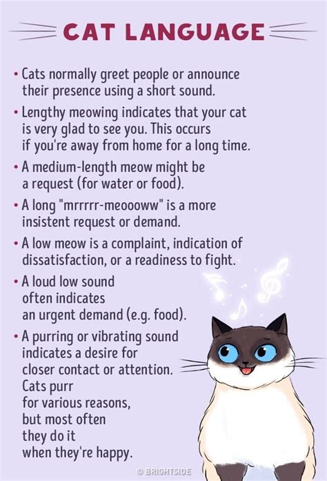Cat Language For Dummies A Helpful Infographic