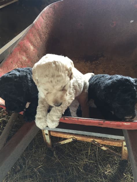 There are still many, many kittens, cats, puppies and dogs available for adoption at the animal shelters on the grand strand. Goldendoodle Puppies For Sale | Myrtle Beach, SC #212526