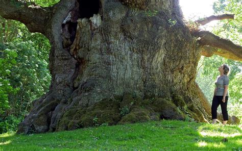 Find out which are the 5 oldest trees in the world. World's Oldest Trees In 2016 - Philippine News Feed