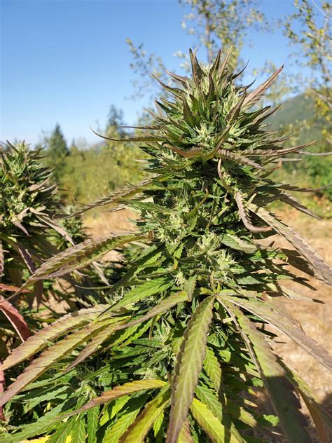 Spotlight On: Chemcruiser - Old School Breeders Association