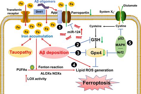Frontiers Ferroptosis A Potential Therapeutic Target In Alzheimers