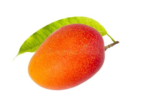 Japanese Red Mango Tropical Fruit Stock Image Image Of Juicy