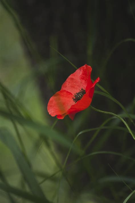Macro Photography Of Blooming Red Poppy Flower Photo Free Plant Image