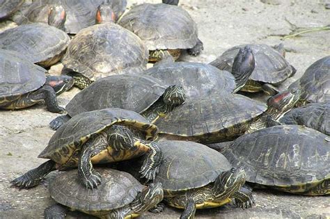Red Eared Slider Turtle Facts Habitat Diet Pet Care Pictures