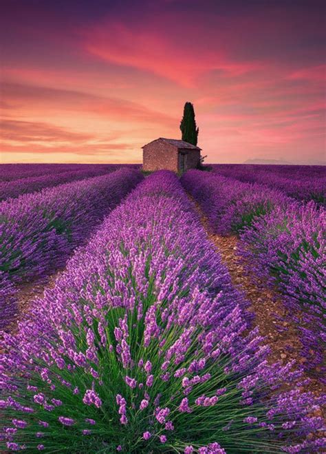 Lavender Field Valensole France By Eric Rousset Beautiful