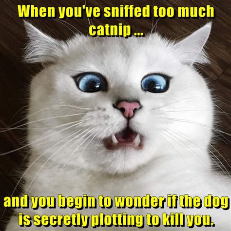 what is it cat meme of the decade lol cat memes funny cats the best porn website