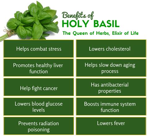 14 Benefits Of Eating Tulsi Or Holy Basil Leaves Daily How To Ripe