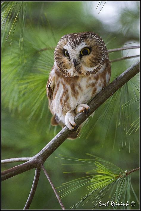 Best 25 Baby Owls Ideas On Pinterest Baby Owl Owls And
