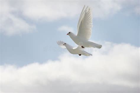 Two White Doves Flying Stock Photo Image Of Freedom 16756430