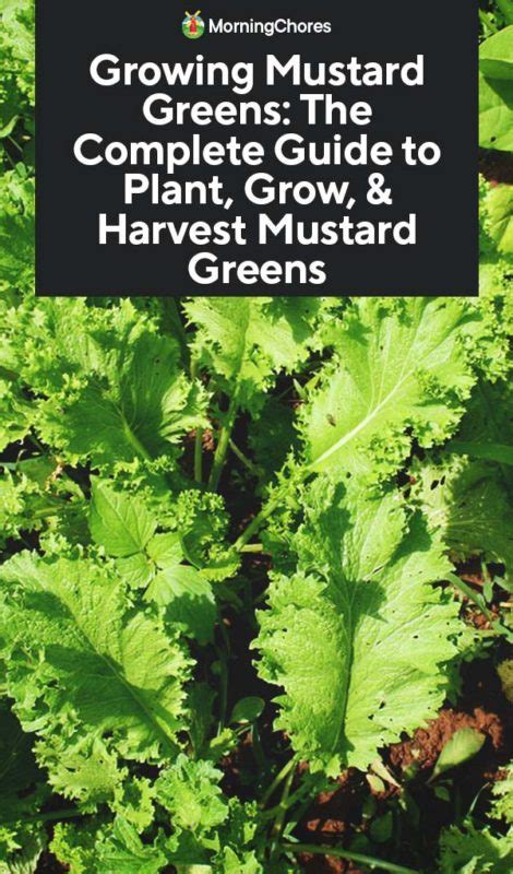 Growing Mustard Greens The Complete Guide To Plant Grow And Harvest