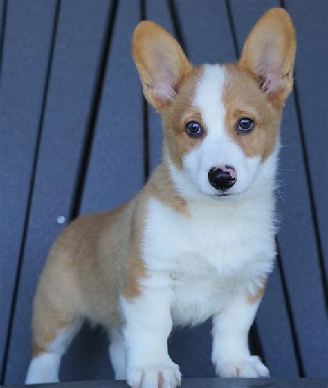 Akc Registered Pembroke Welsh Corgi For Sale Millersburg Oh Male Bas