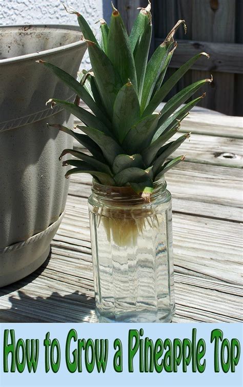 Rooting And Growing Pineapple Tops Is Easy Did You Know That The Leafy