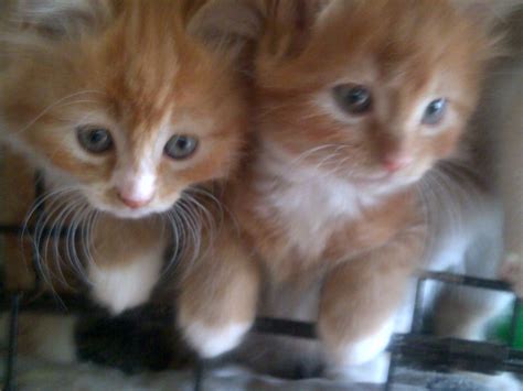 Cute Fluffy Ginger Kitten Staines Middlesex Pets4homes