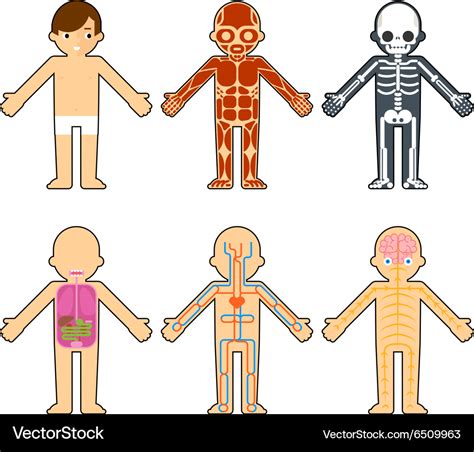 Body Anatomy For Kids Royalty Free Vector Image