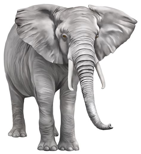 Big Clipart Big Elephant Big Big Elephant Transparent Free For