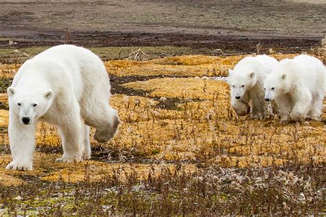 Polar Bears In A Warming Arctic Why Manitobas Melting Sea Ice Matters