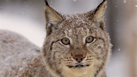 Wallpaper Snow Wildlife Snowflakes Whiskers Lynx Puma Wild Cat