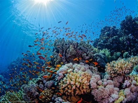 18 Stunning Pics Of Underwater Photography