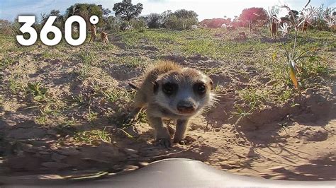 Funny Meerkats Playing In The Desert 360 Video Animals