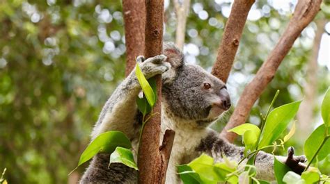 El Koala En Peligro De Extinción Fundación Aquae