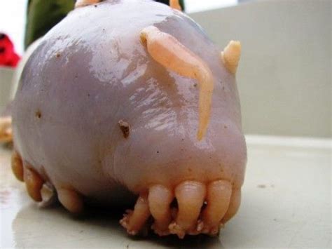 The 11 Ugliest Animals On Planet Earth Creepy Animals Sea Pig Weird