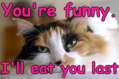 Calico Cat Youre Funny Ill Eat You Last Imgflip