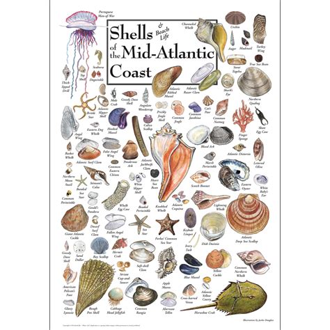 Shells Of The Mid Atlantic Coast Poster Shells Shell Beach Sea Shells
