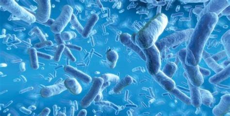 Bifidobacteria O Que é E Para Que Serve Mundoboaforma