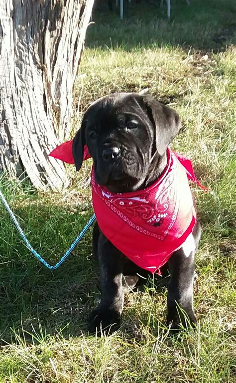 Cane Corso Puppies For Sale Dayton Oh 257834 Petzlover