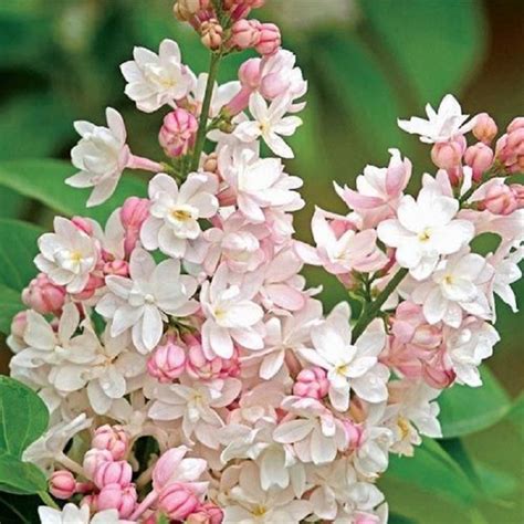25 Light Pink Lilac Seeds Tree Fragrant Hardy Perennial Flower Shrub