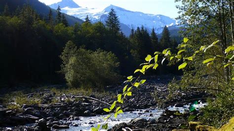 Glacier Creek And Mount Baker Forest Mountain Stream Trees