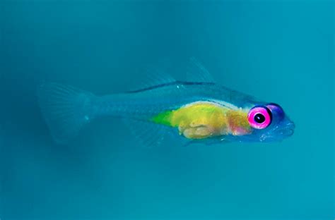 Pink Eye Can Be Beautiful Pink Eye Goby Featured Creature