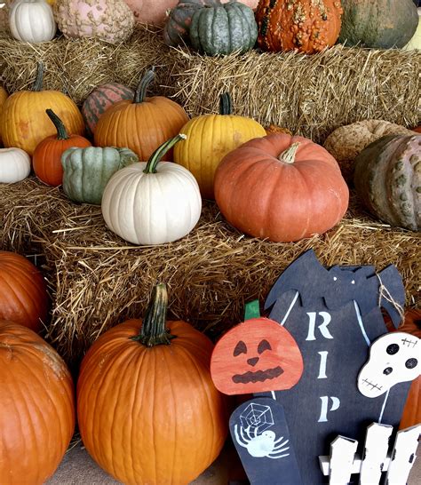 Halloween Is Coming Photo By John Jeffries Pumpkin Patch Pumpkin