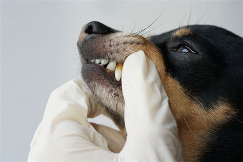 Warning Signs Of Rotten Teeth In Dogs Forever Vets