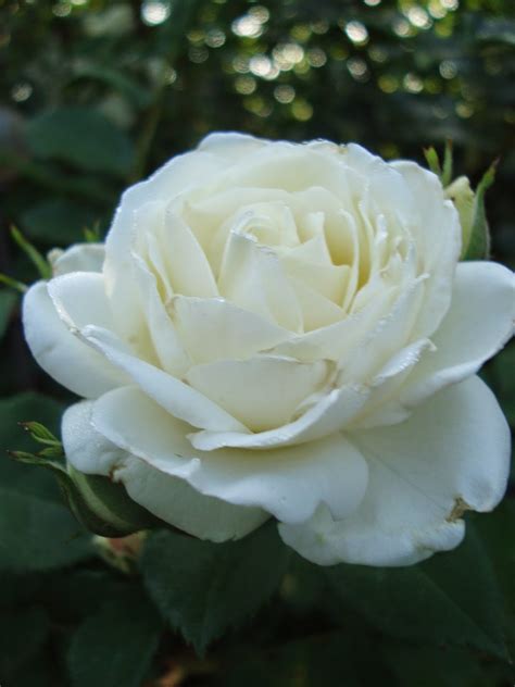 Passionnément Jardin Une Rose Un Rosier Midsummer Snow