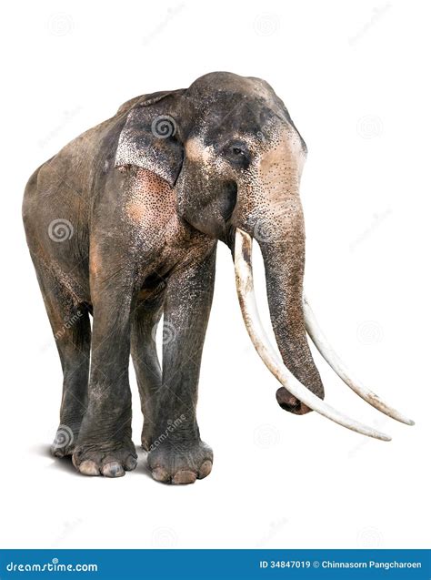 Old Asia Elephant And Long Tusk Stock Image Image Of Pachyderm Heavy