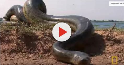 4 Of The Longest Snakes In The World