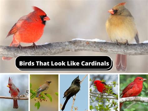 Birds That Look Like Cardinals Birds Masters