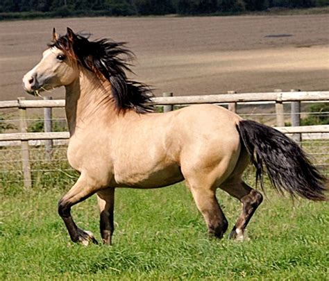 Welsh Cob Horse Breed Information History Videos Pictures