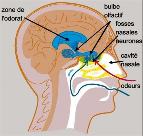 Le Bulbe Olfactif Est Directement Reli Au Cerveau Servons Nous De