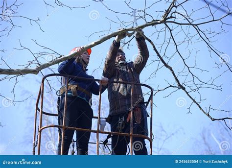Arborists Cut Branches Of A Tree Using Truck Mounted Lift Editorial