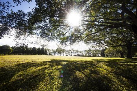 Spring Meadow With Big Tree Stock Photo Image Of Leaf Branch 28662568