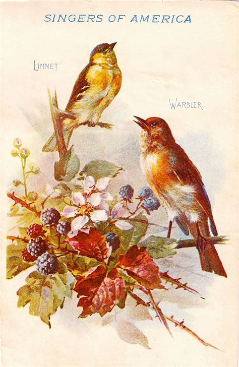 Pin On Free Vintage Bird Graphics