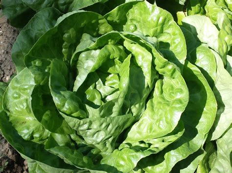 Lettuce Stillmans Farm Produce Info
