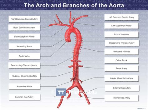 3 Branches Of Aorta Anatomy Learn All The Branches Of Aorta Some