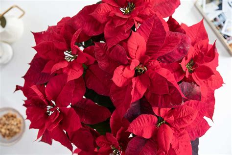 25 Popular Christmas Flowers And Plants To Ring In The Season