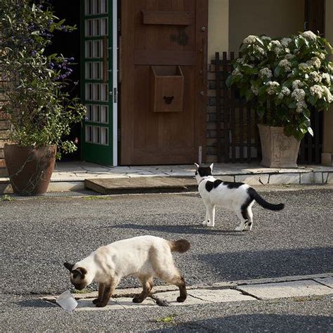 Akimasa Harada Flickr Animals Cats Goats
