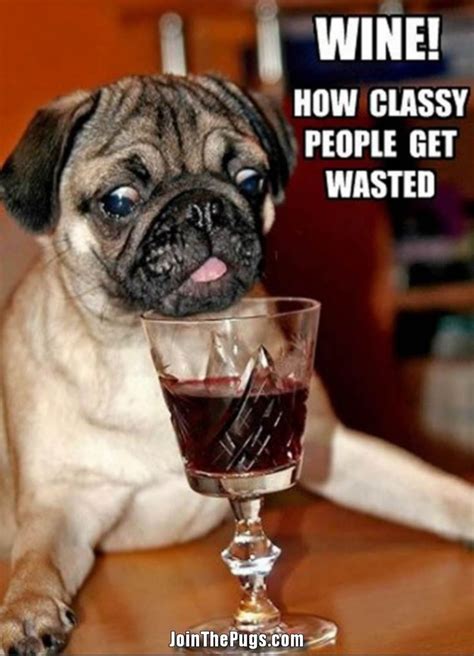 Thank You Dapuglet Pugs Pugs Cute Pugs Funny Dog Memes